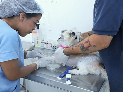 Barueri abre agendamento para castração de pets na quarta-feira (5)