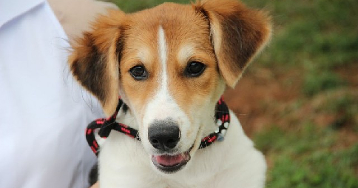 Fim de semana terá feiras de adoção de animais em Alphaville