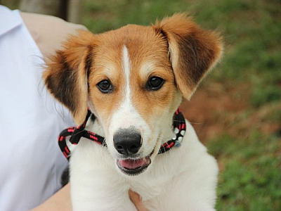 Fim de semana terá feiras de adoção de animais em Alphaville