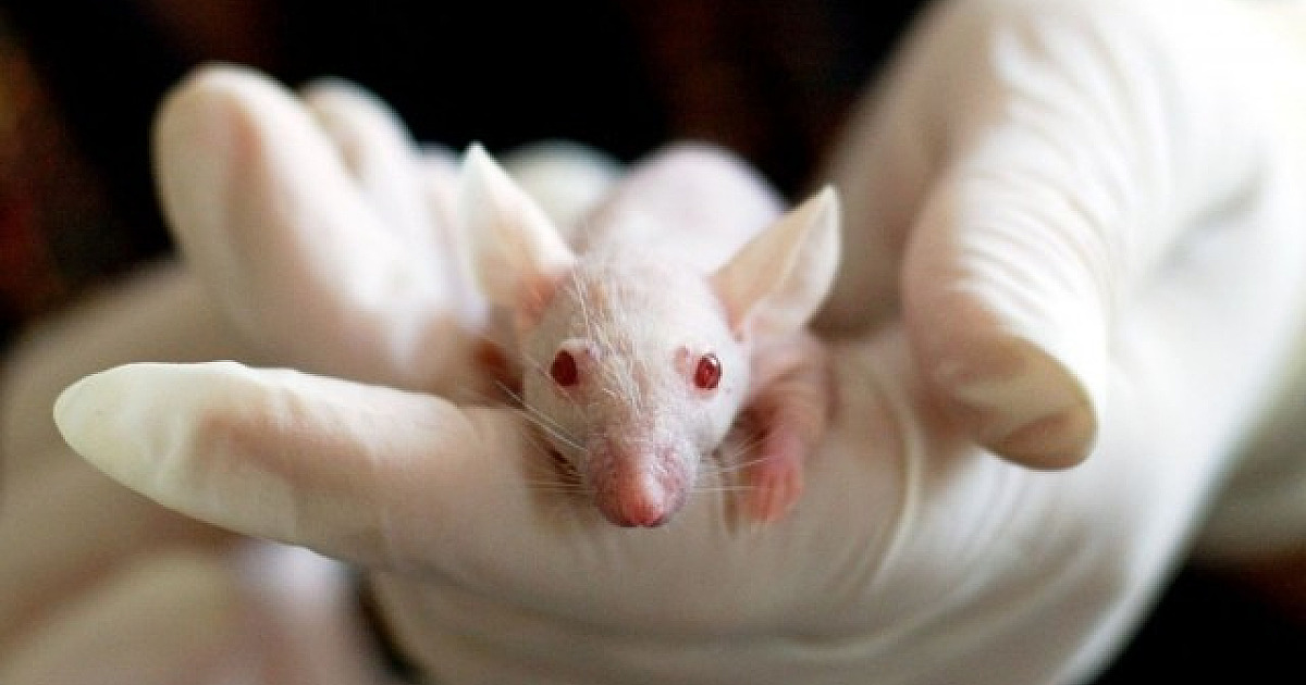 Câmara aprova projeto que proíbe testes de cosméticos em animais