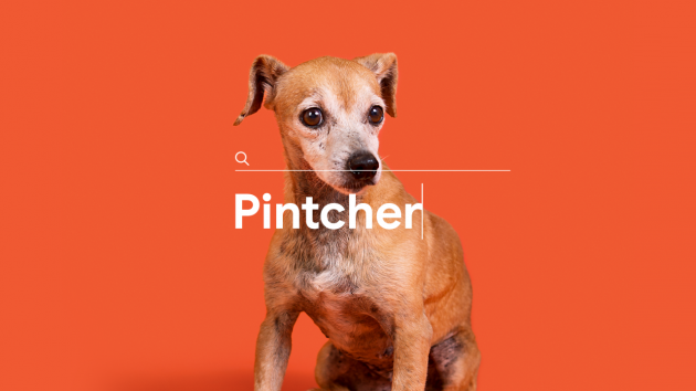 Marca de ração usa buscas por raças no Google para incentivar adoção de vira-latas