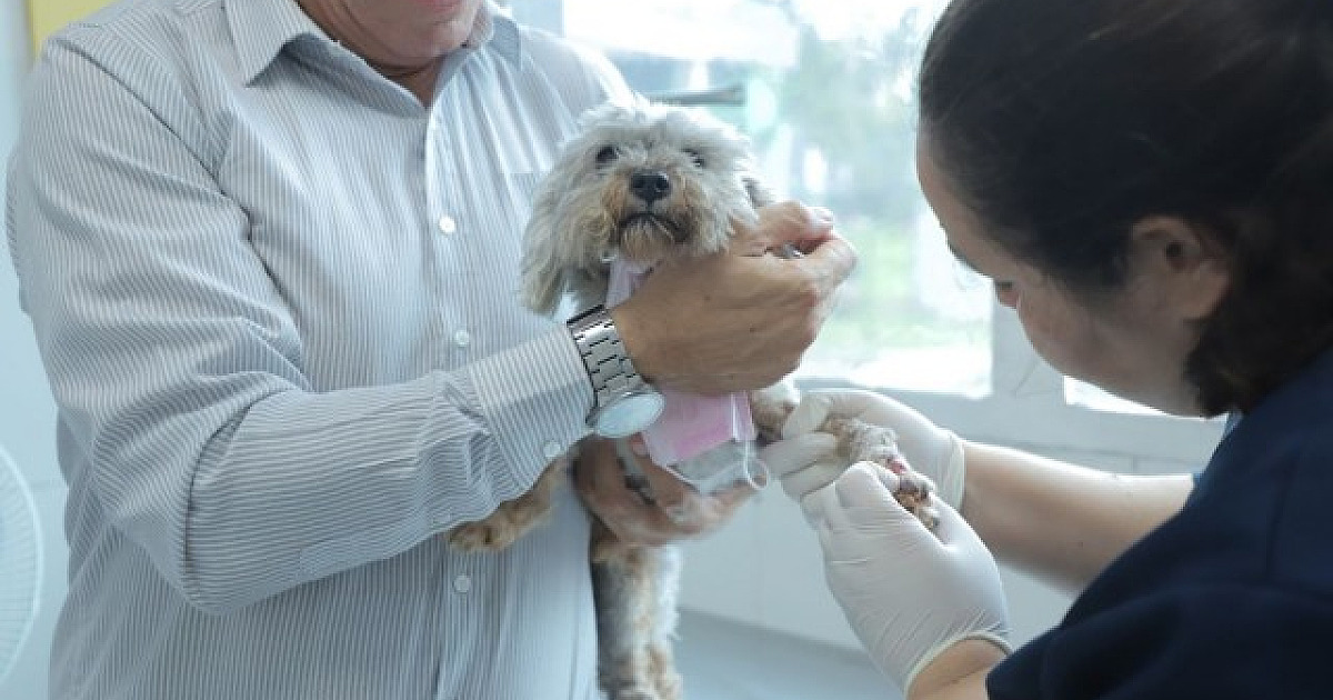 ⁠Barueri abre agendamento para castração gratuita de pets nesta quarta-feira (5)