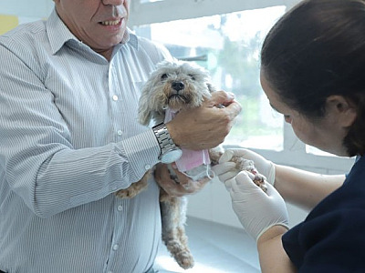 ⁠Barueri abre agendamento para castração gratuita de pets nesta quarta-feira (5)
