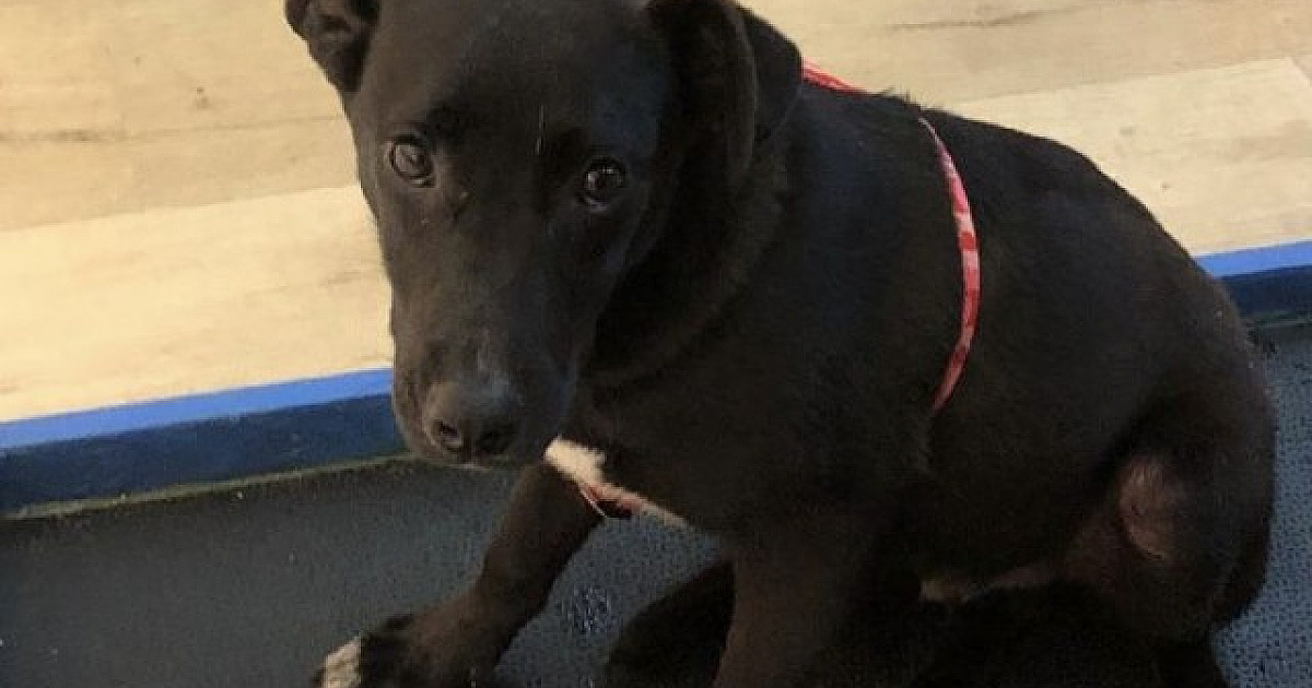 Shopping Tamboré recebe feira de adoção de cachorros neste sábado (24)