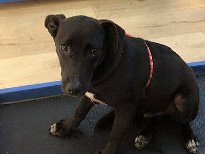 Shopping Tamboré recebe feira de adoção de cachorros neste sábado (24)