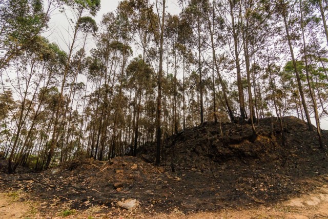Barueri cria lei que proíbe queimadas no município