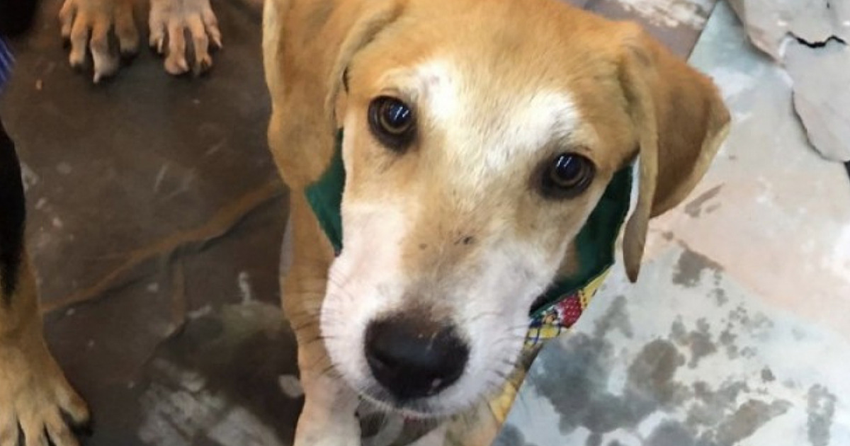 Shoppings do bairro sediarão feiras de adoção de pets