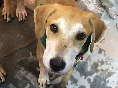 Shoppings do bairro sediarão feiras de adoção de pets