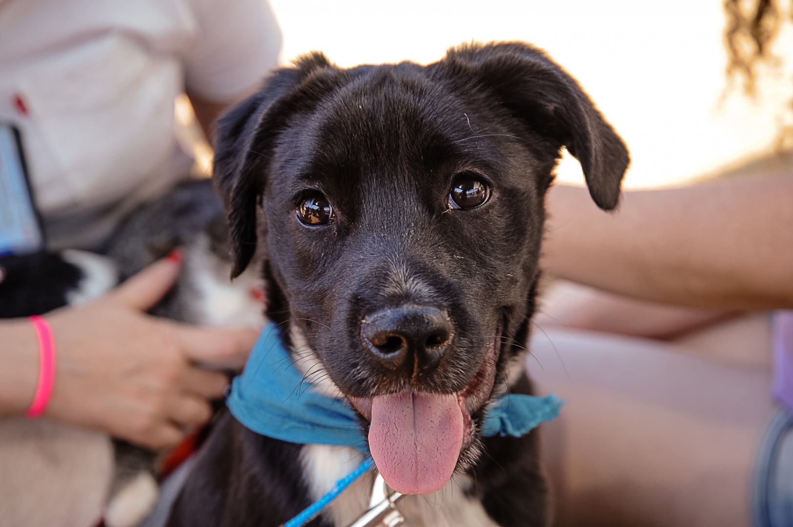 Adotar é Tudo de Bom promove evento no Tamboré