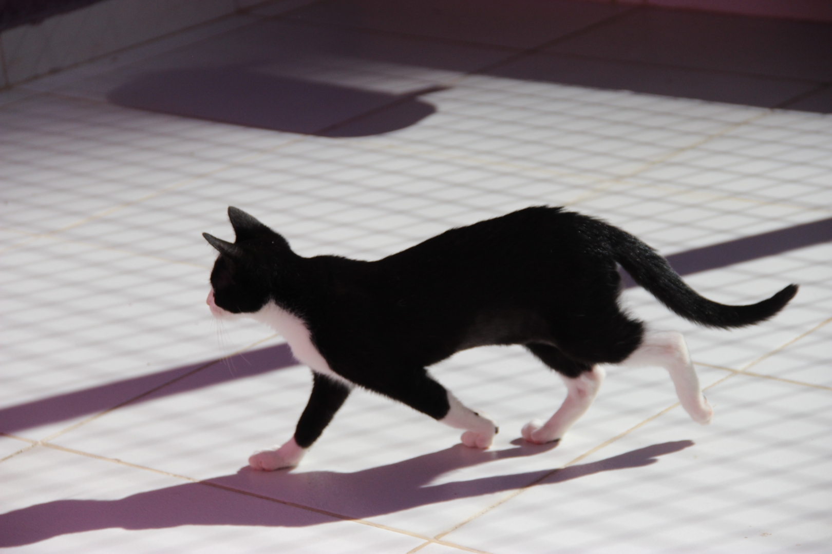 Sema abrirá agendamento para castrações de animais domésticos em agosto