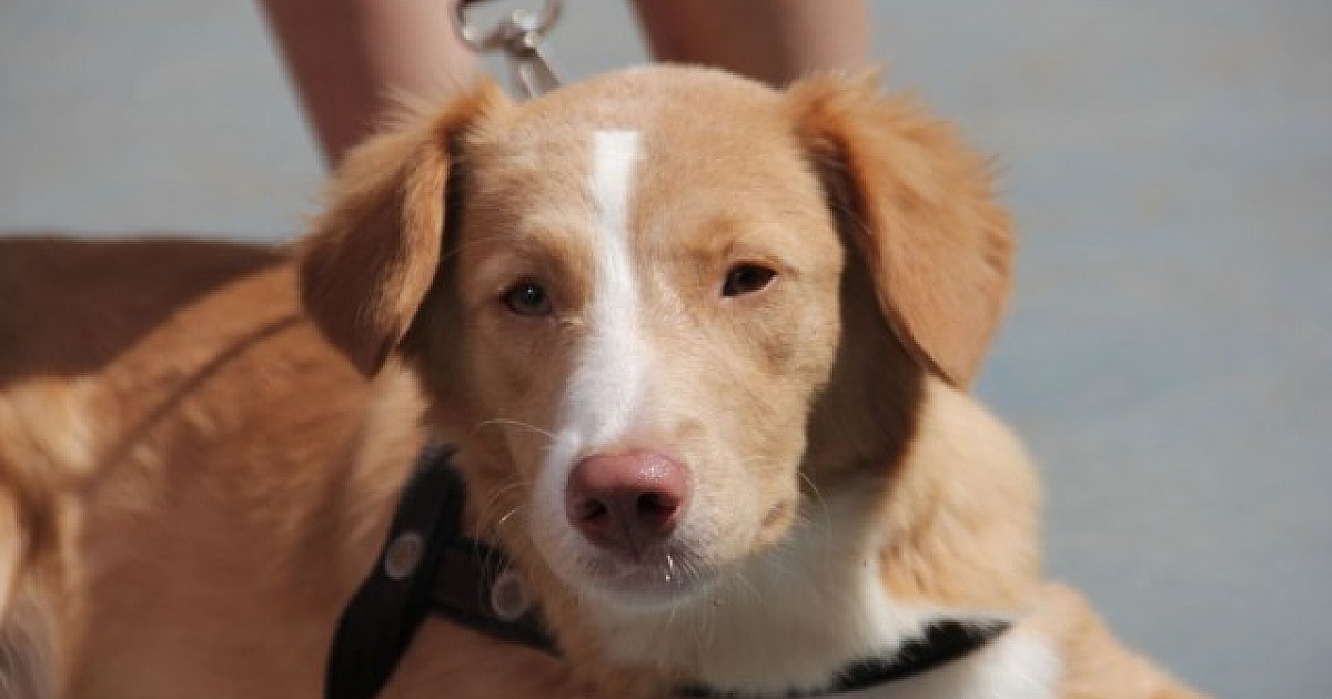 Alphaville recebe feiras de adoção de cães no fim de semana