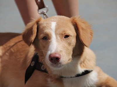 Alphaville recebe feiras de adoção de cães no fim de semana