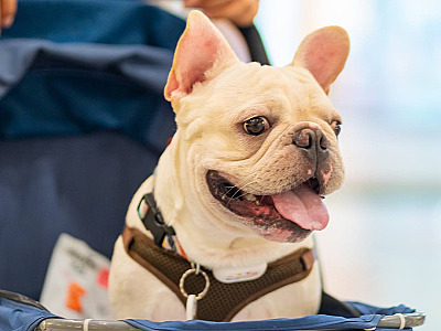 7 lugares pet friendly em Alphaville para aproveitar as férias