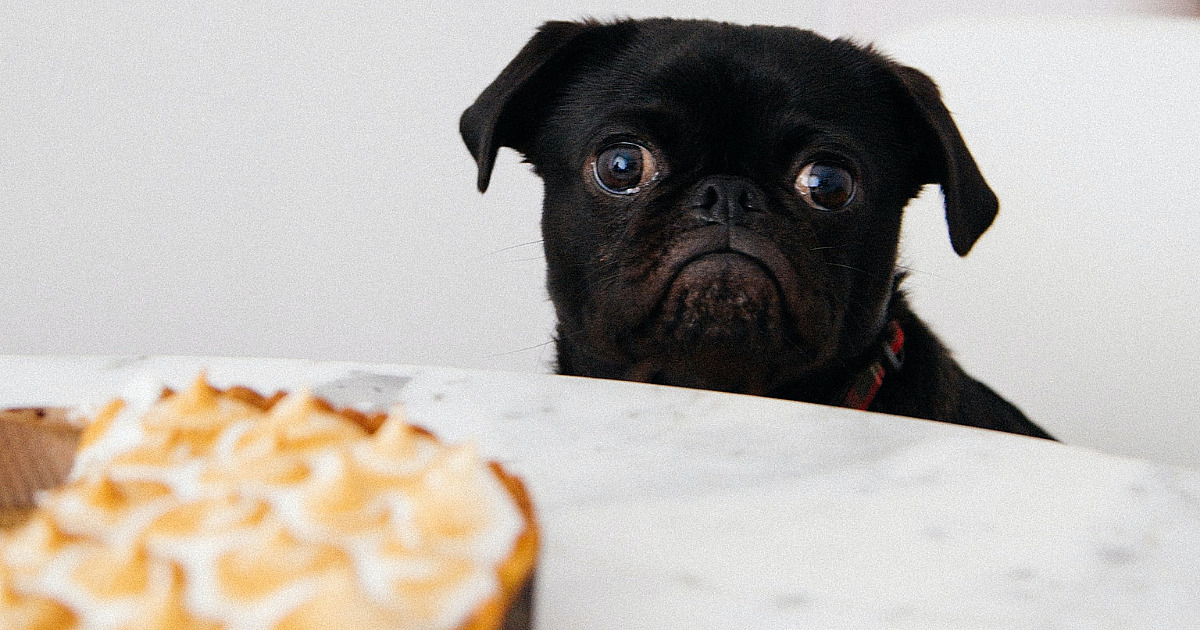 Páscoa requer cuidados com os pets