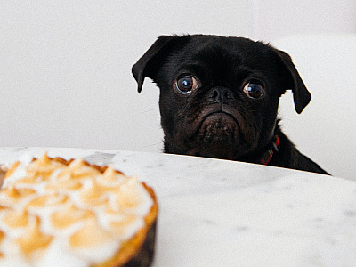 Páscoa requer cuidados com os pets