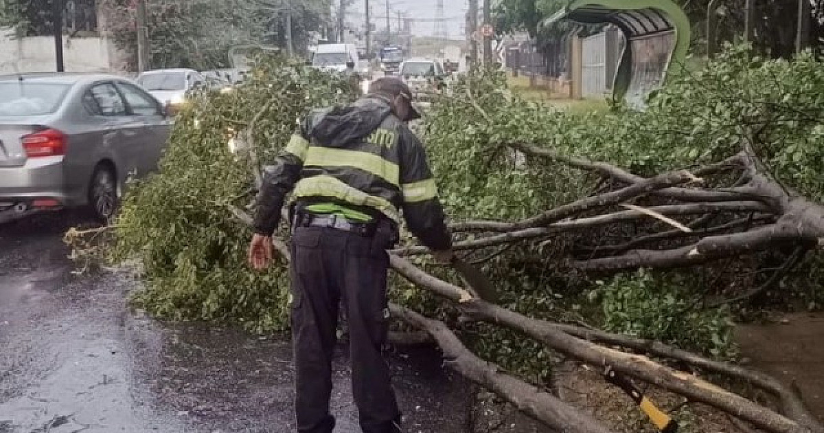 Alphaville tem queda de árvores e acidente na manhã desta segunda-feira (27)