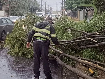 Alphaville tem queda de árvores e acidente na manhã desta segunda-feira (27)