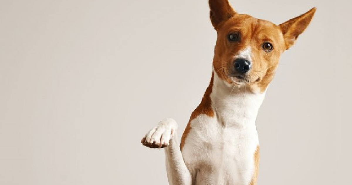 Shopping Tamboré realiza feira de adoção de pets no dia 26