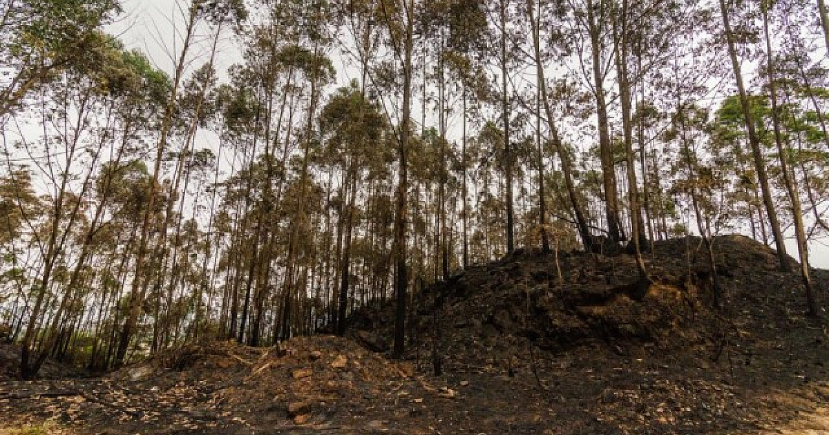 Barueri e Parnaíba já registram 34 incêndios florestais