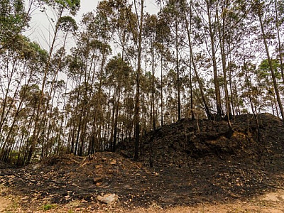 Barueri e Parnaíba já registram 34 incêndios florestais