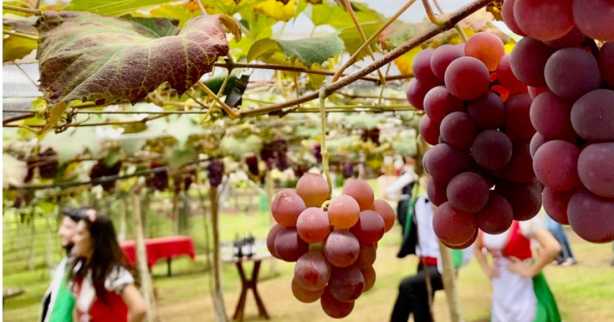 São Roque abre temporada de Enoturismo de Verão