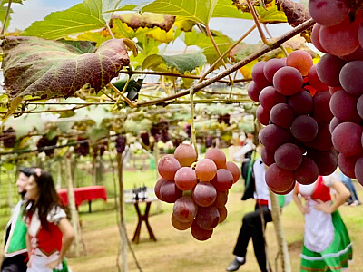 São Roque abre temporada de Enoturismo de Verão