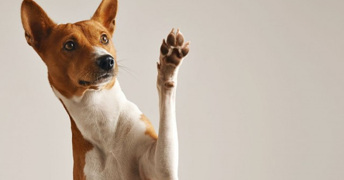 Prefeitura de Barueri promove feiras de adoção de pets durante dezembro