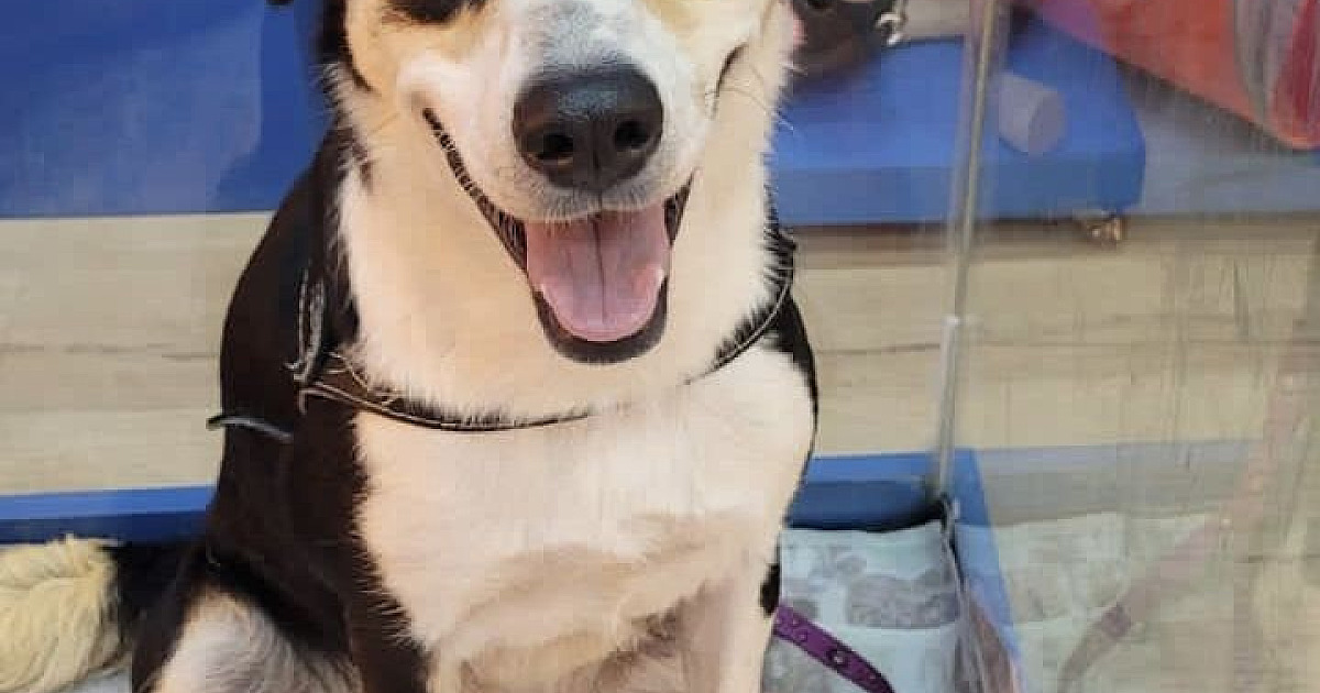 Feira de adoção de pets acontece neste sábado (18) no Shopping Tamboré