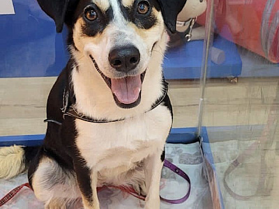 Feira de adoção de pets acontece neste sábado (18) no Shopping Tamboré