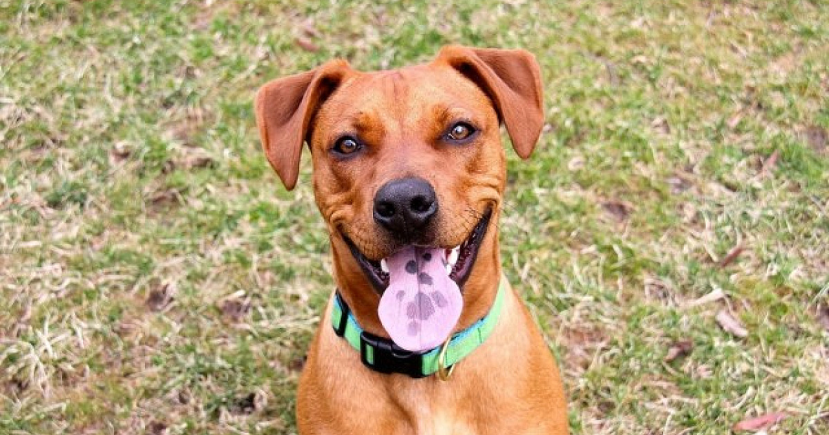 Confira as feiras de adoção de pets em Alphaville neste fim de semana