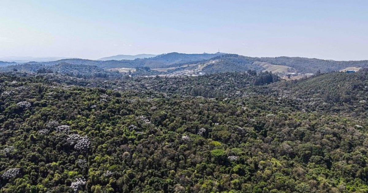 Barueri e Santana de Parnaíba têm "nível zero" de desmatamento da Mata Atlântica