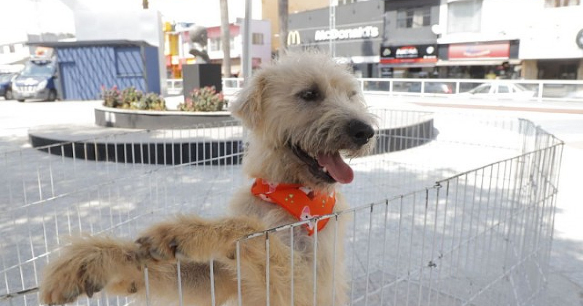 Barueri registra aumento nos casos de maus-tratos a animais