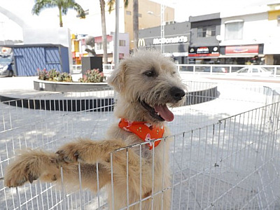 Barueri registra aumento nos casos de maus-tratos a animais