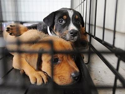 Facebook proíbe venda de animais na plataforma; usuários podem denunciar vendas