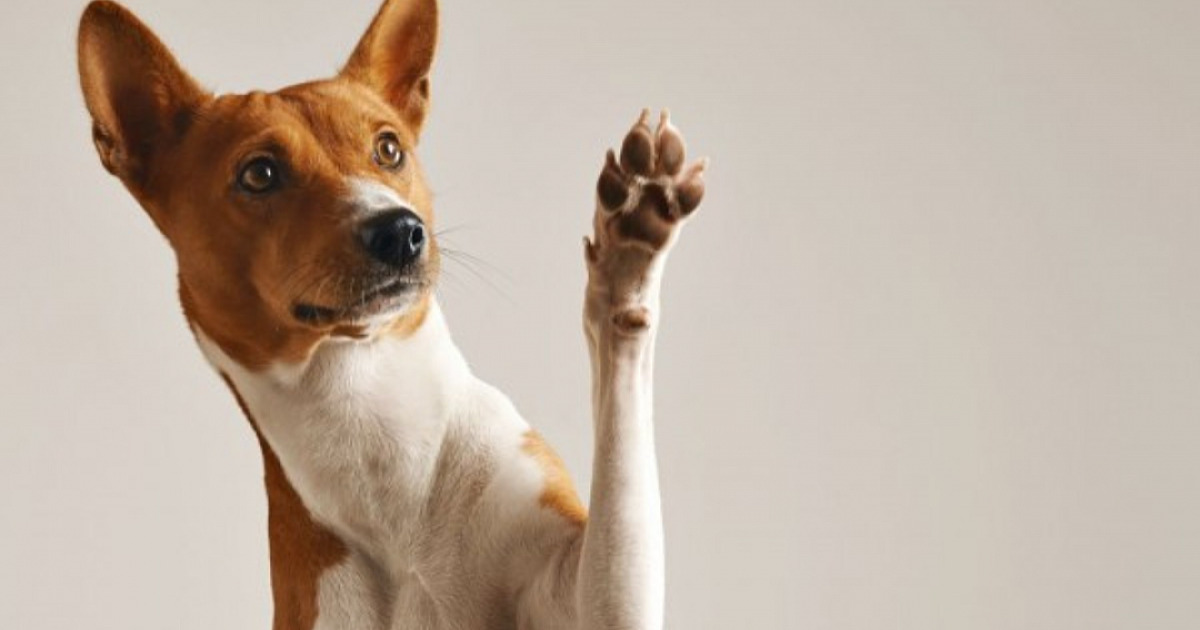 Feiras de adoção de cães e gatos acontecem neste fim de semana em Alphaville