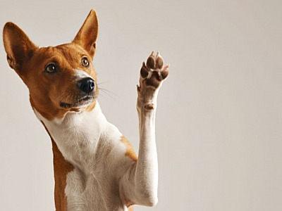Feiras de adoção de cães e gatos acontecem neste fim de semana em Alphaville
