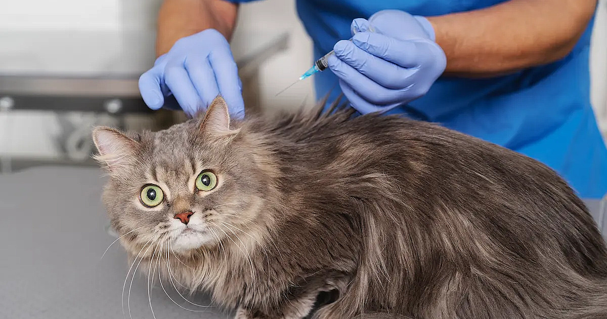 Barueri mantém vacinação contra raiva até 19 de dezembro