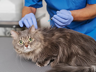 Barueri mantém vacinação contra raiva até 19 de dezembro