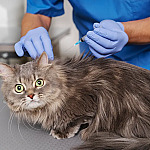 Barueri mantém vacinação contra raiva até 19 de dezembro