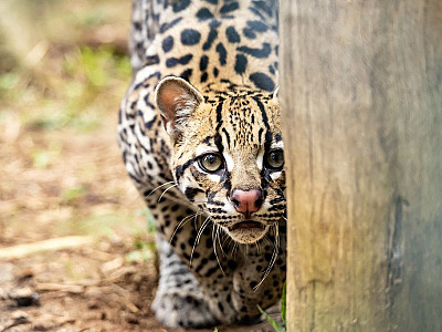 Após 20 anos, Simba Safari reabre em São Paulo com experiência imersiva entre animais