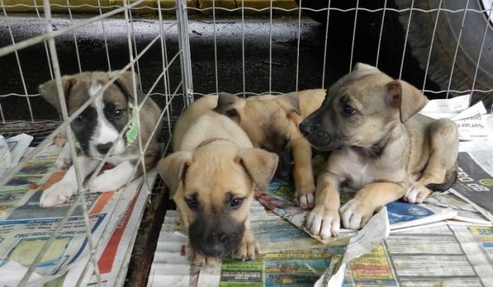 Shopping Tamboré recebe Feira de Adoção de cães e gatos neste final de semana