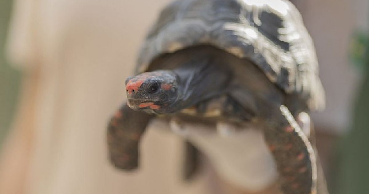 Trabalho do Cetas Barueri é reconhecido em prêmio de ecologia