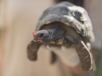 Trabalho do Cetas Barueri é reconhecido em prêmio de ecologia