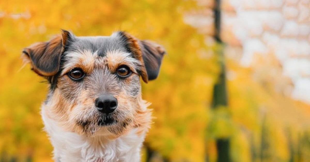 Parque Ecológico em Alphaville terá feira de adoção de pets neste fim de semana