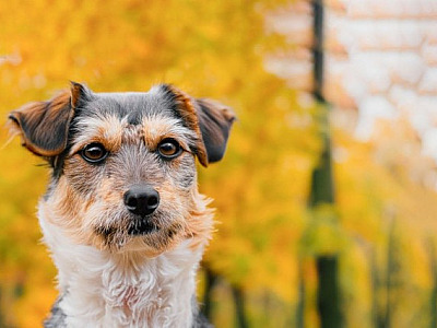 Parque Ecológico em Alphaville terá feira de adoção de pets neste fim de semana
