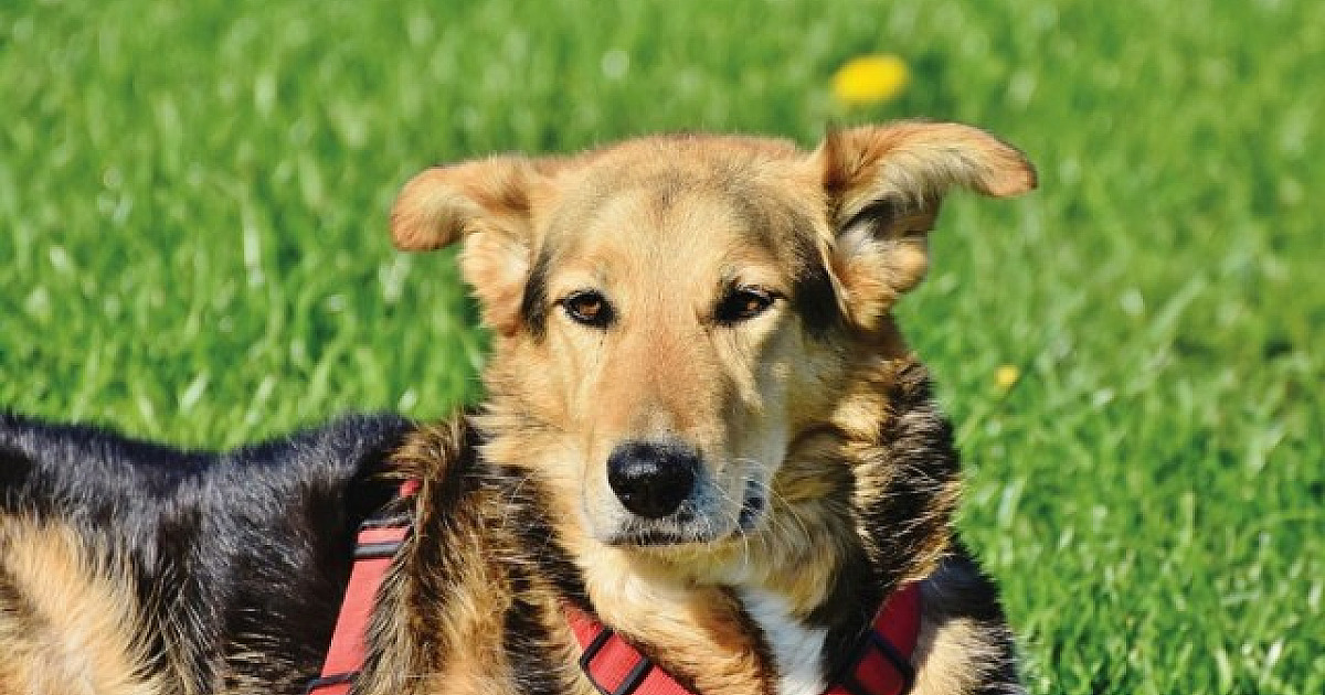 Alphaville receberá seis feiras de adoção de pets em abril