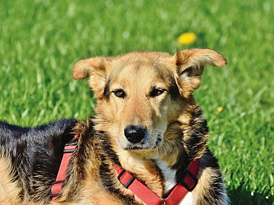 Alphaville receberá seis feiras de adoção de pets em abril