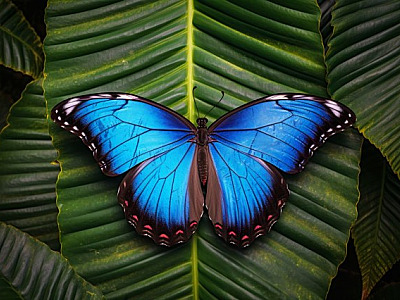 Em parceria com a Unicamp, Alpha Square Mall promove exposição sobre borboletas e mariposas