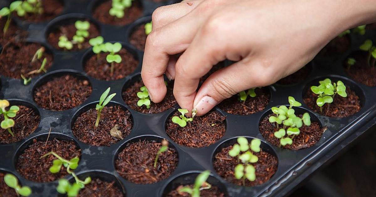 Curso online ensina a fazer hortas orgânicas em casa