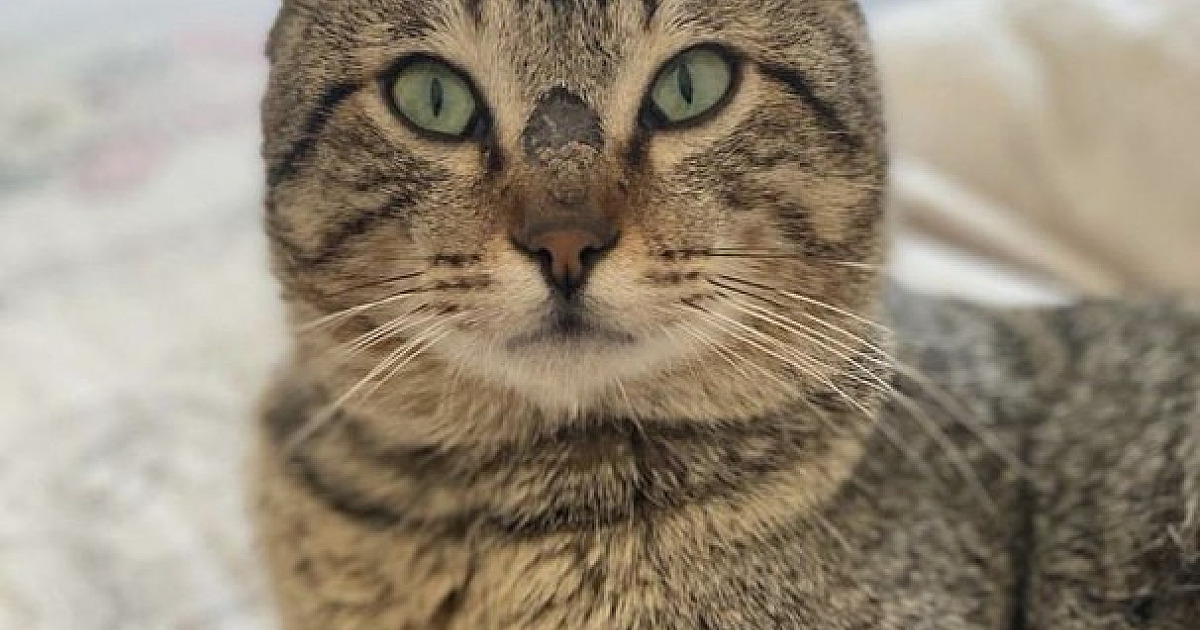 ONG House of Cats realiza campanha para arrecadação de tampinhas e lacres